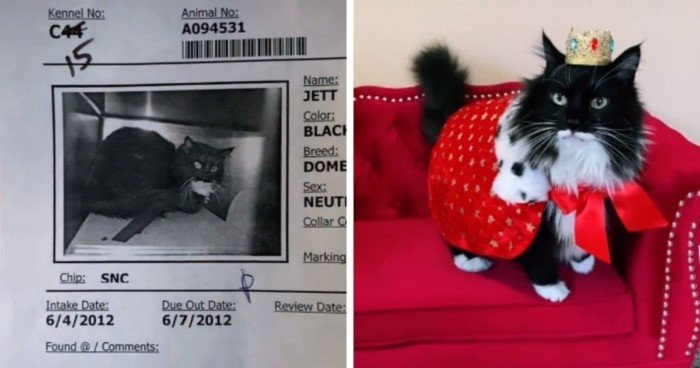 Cats Before And After Adoption (17 pics) Cats Before And After Adoption (17 pics)