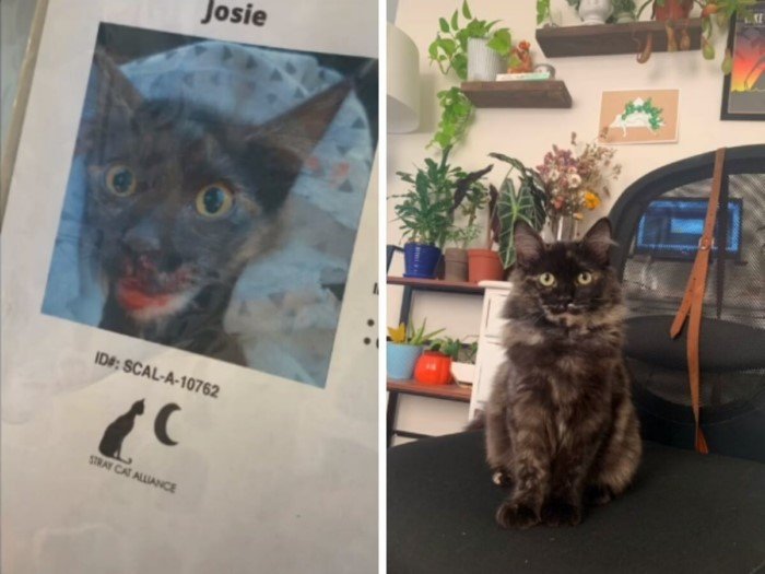 Cats Before And After Adoption (17 pics) Cats Before And After Adoption (17 pics)