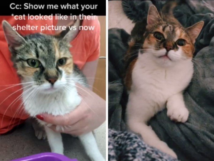 Cats Before And After Adoption (17 pics) Cats Before And After Adoption (17 pics)