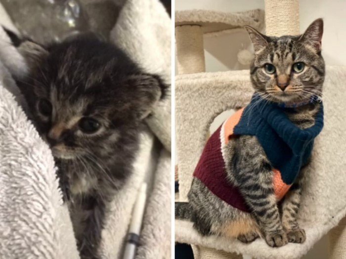 Cats Before And After Adoption (17 pics) Cats Before And After Adoption (17 pics)