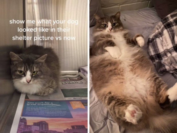 Cats Before And After Adoption (17 pics) Cats Before And After Adoption (17 pics)