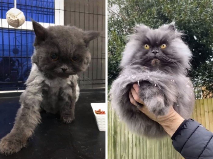 Cats Before And After Adoption (17 pics) Cats Before And After Adoption (17 pics)