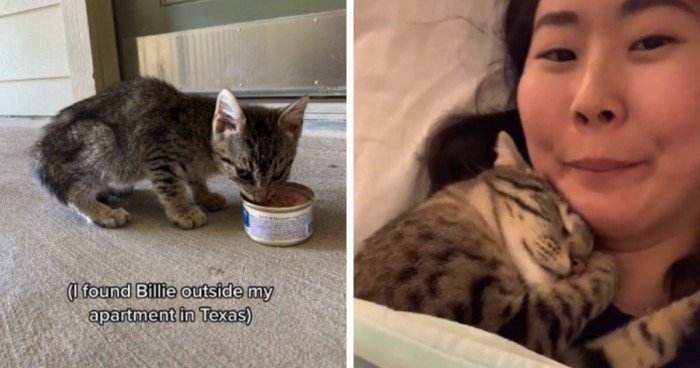 Cats Before And After Adoption (17 pics) Cats Before And After Adoption (17 pics)