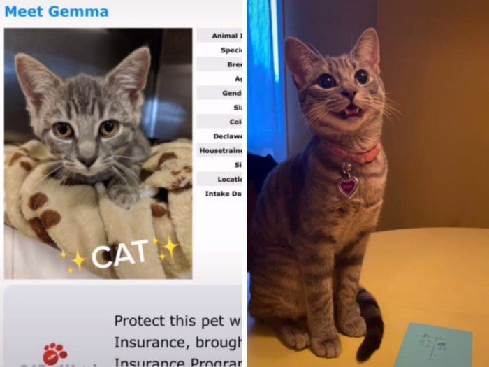 Cats Before And After Adoption (17 pics) Cats Before And After Adoption (17 pics)