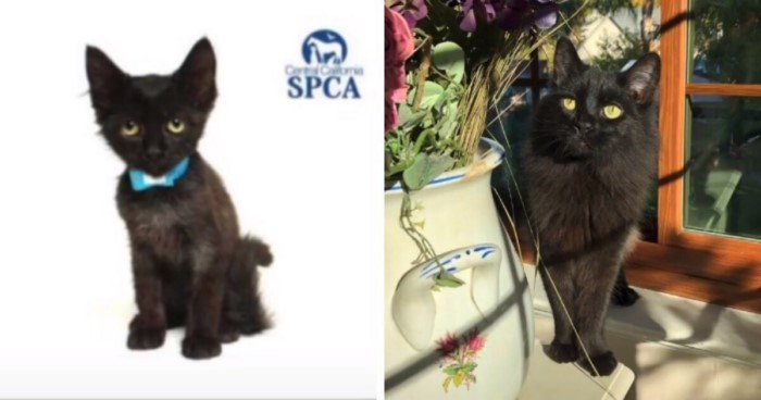 Cats Before And After Adoption (17 pics) Cats Before And After Adoption (17 pics)