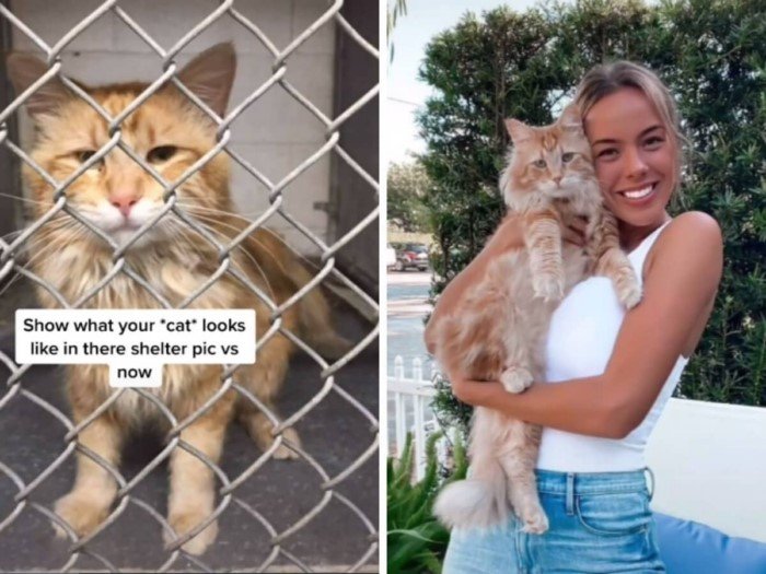 Cats Before And After Adoption (17 pics) Cats Before And After Adoption (17 pics)