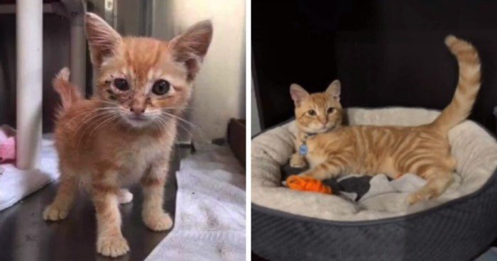 Cats Before And After Adoption (17 pics) Cats Before And After Adoption (17 pics)