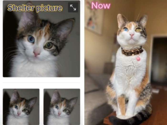 Cats Before And After Adoption (17 pics) Cats Before And After Adoption (17 pics)