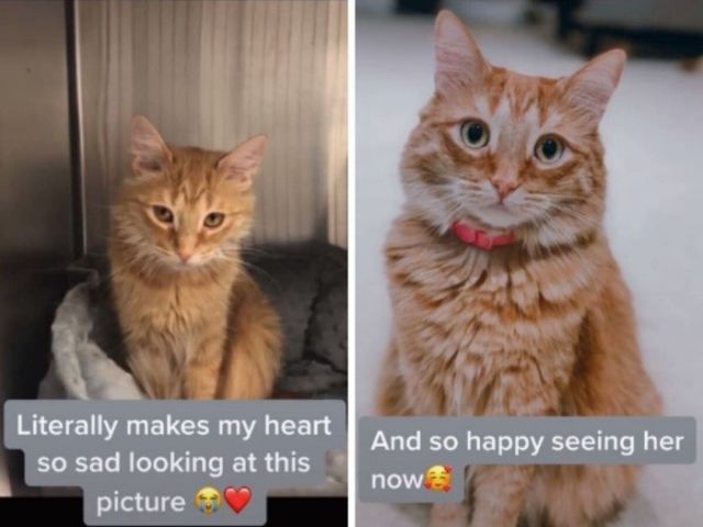 Cats Before And After Adoption (17 pics)
