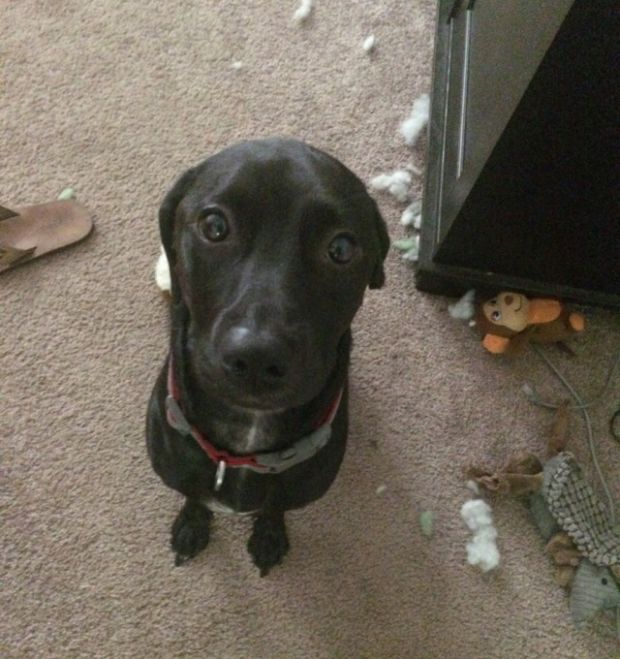 Daily Pictures. Part 1 (68 pics)