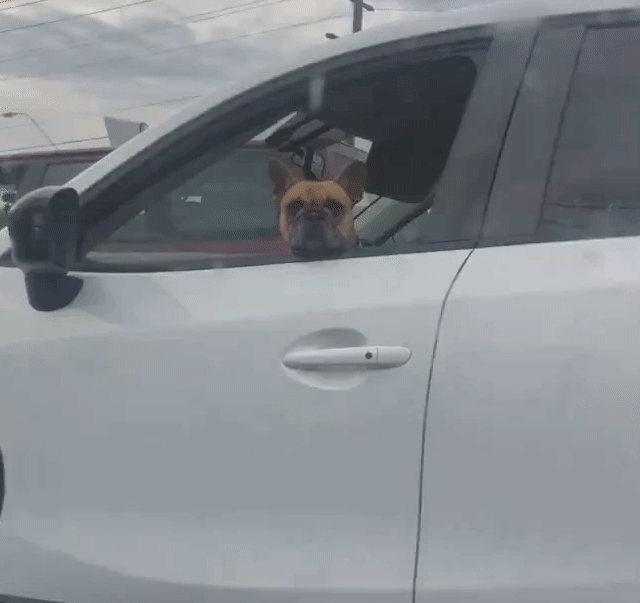 Acid GIFs, November 28 (25 gifs)