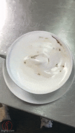 Acid GIFs, December 1 (25 gifs) Acid GIFs, December 1 (25 gifs)