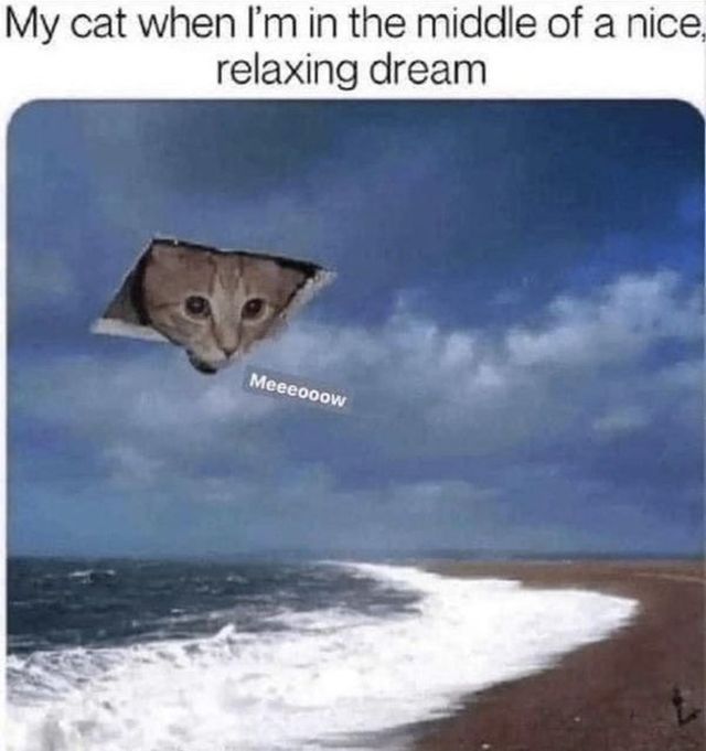 Jokes And Photos For Cats Lovers (32 pics)