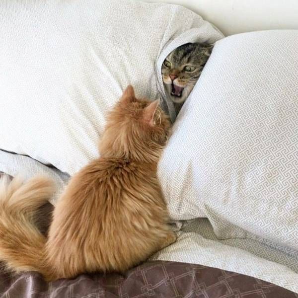 Daily Pictures. Part 2 (64 pics)