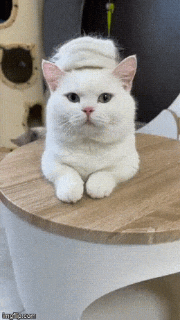 Acid GIFs, December 2 (25 gifs) Acid GIFs, December 2 (25 gifs)