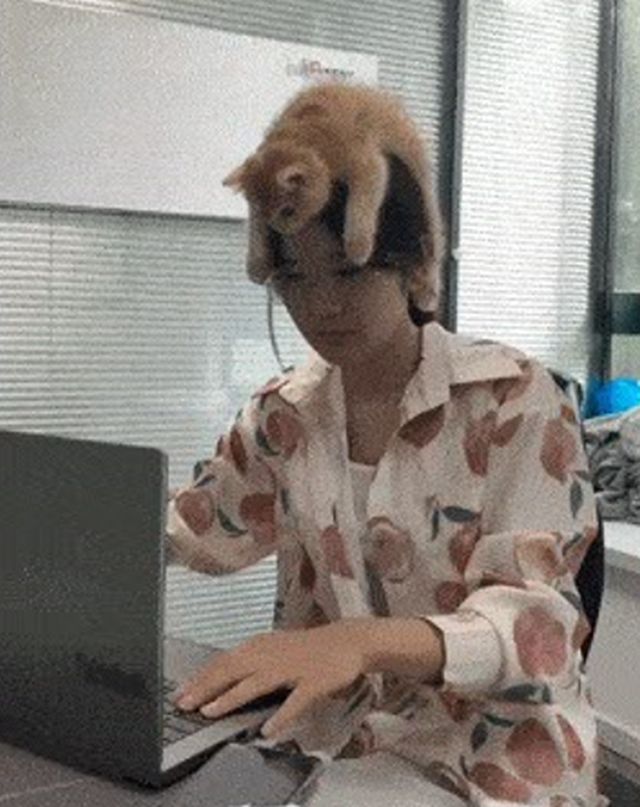 Acid GIFs, December 2 (25 gifs)