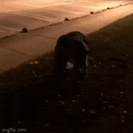 Acid GIFs, December 2 (25 gifs) Acid GIFs, December 2 (25 gifs)