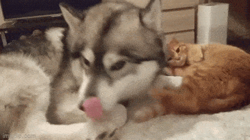 Acid GIFs, December 2 (25 gifs) Acid GIFs, December 2 (25 gifs)