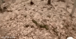 Acid GIFs, December 2 (25 gifs) Acid GIFs, December 2 (25 gifs)