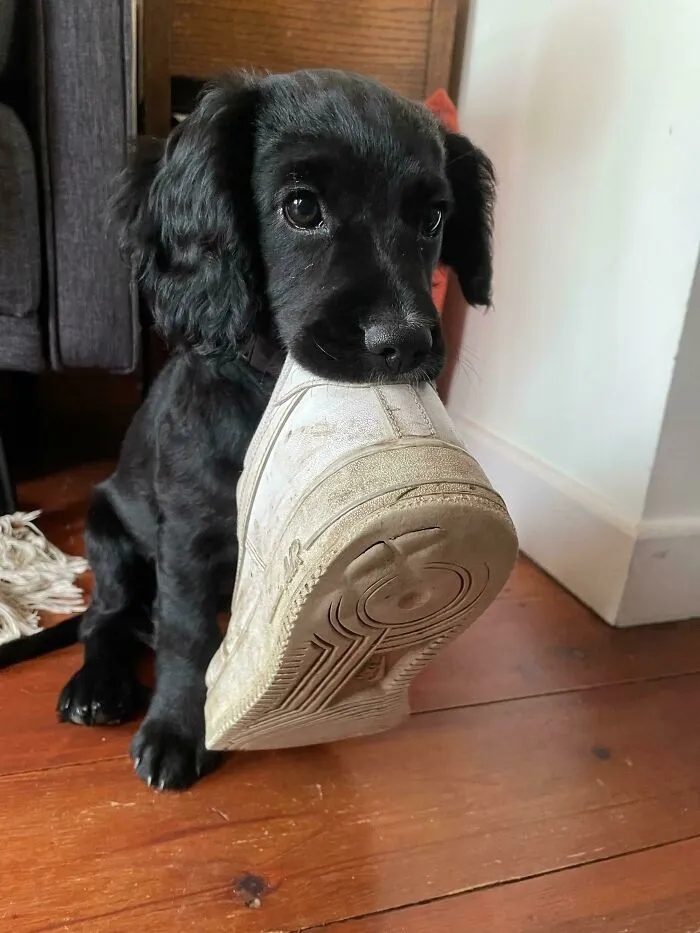 Funny Dogs (23 pics) Funny Dogs (23 pics)