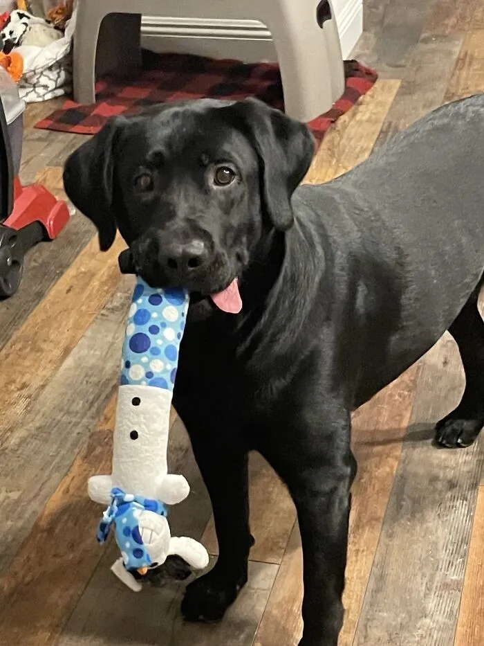 Funny Dogs (23 pics) Funny Dogs (23 pics)