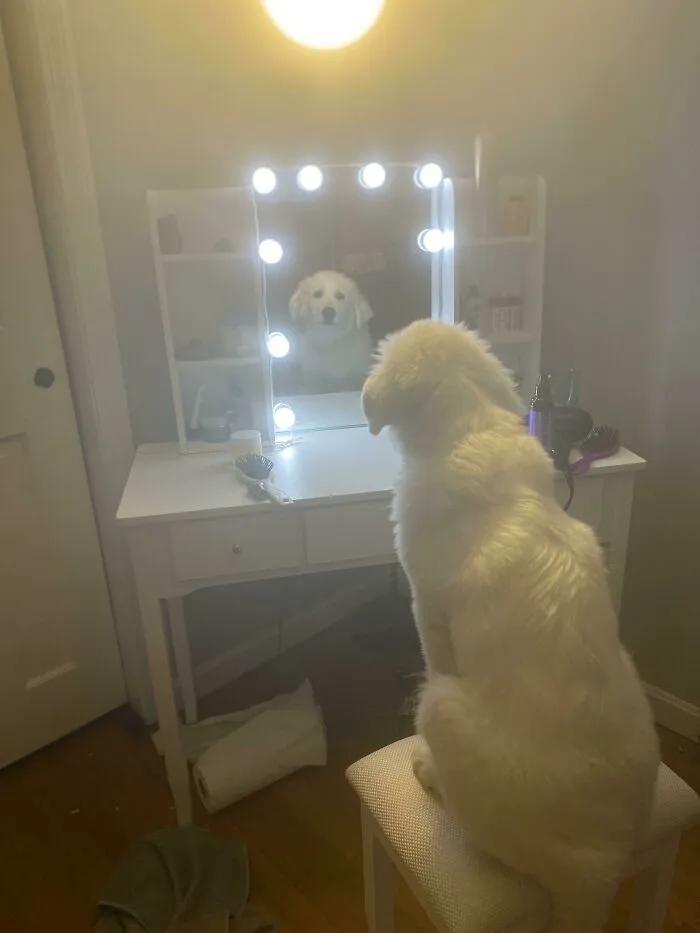 Funny Dogs (23 pics) Funny Dogs (23 pics)