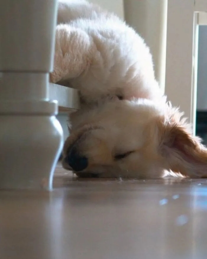 Funny Dogs (23 pics) Funny Dogs (23 pics)