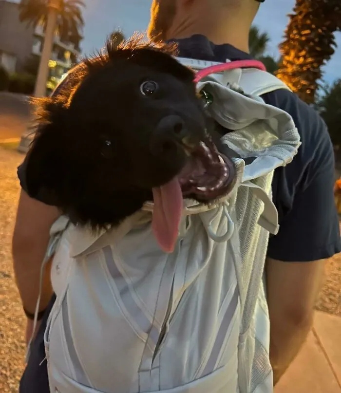 Funny Dogs (23 pics) Funny Dogs (23 pics)