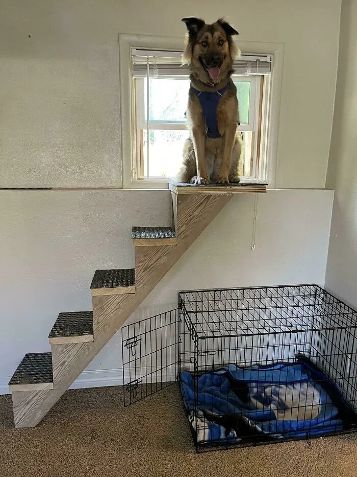 Funny Dogs (23 pics) Funny Dogs (23 pics)