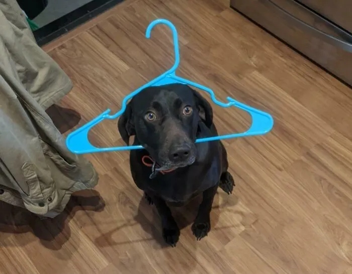 Funny Dogs (23 pics) Funny Dogs (23 pics)