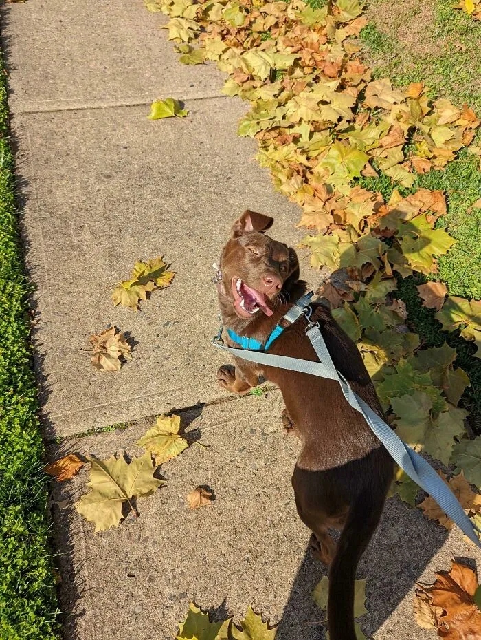 Funny Dogs (23 pics) Funny Dogs (23 pics)