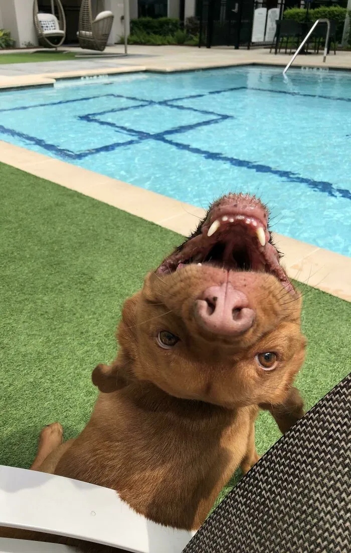 Funny Dogs (23 pics) Funny Dogs (23 pics)