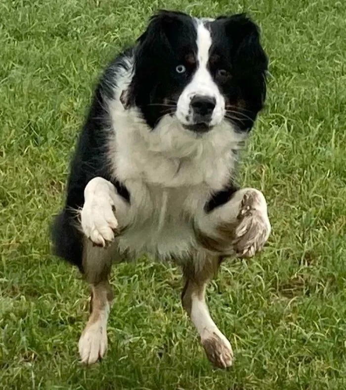 Funny Dogs (23 pics) Funny Dogs (23 pics)