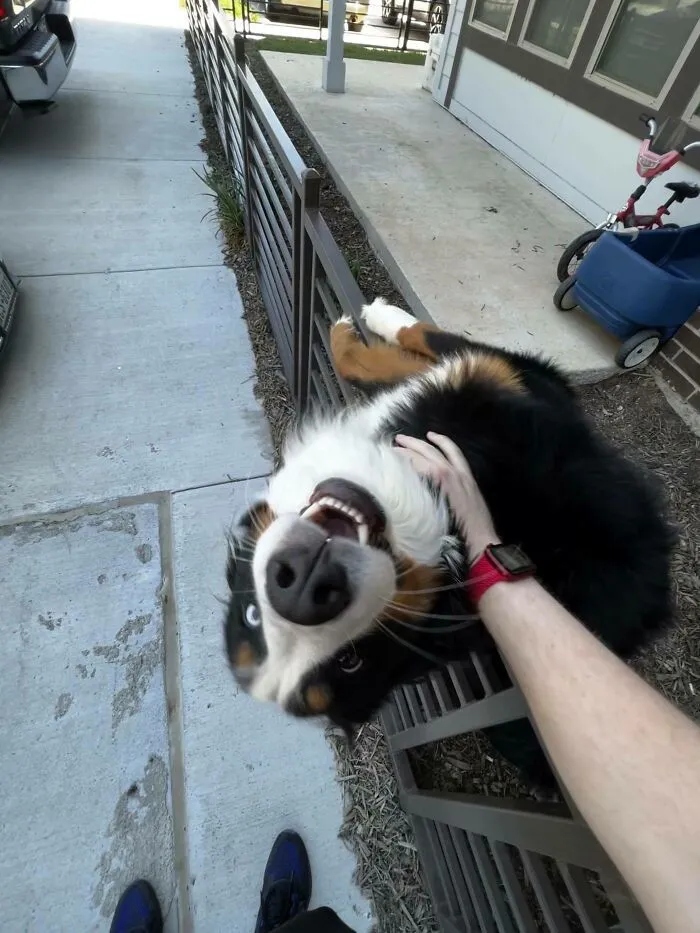 Funny Dogs (23 pics) Funny Dogs (23 pics)