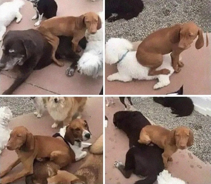 Funny Dogs (23 pics) Funny Dogs (23 pics)