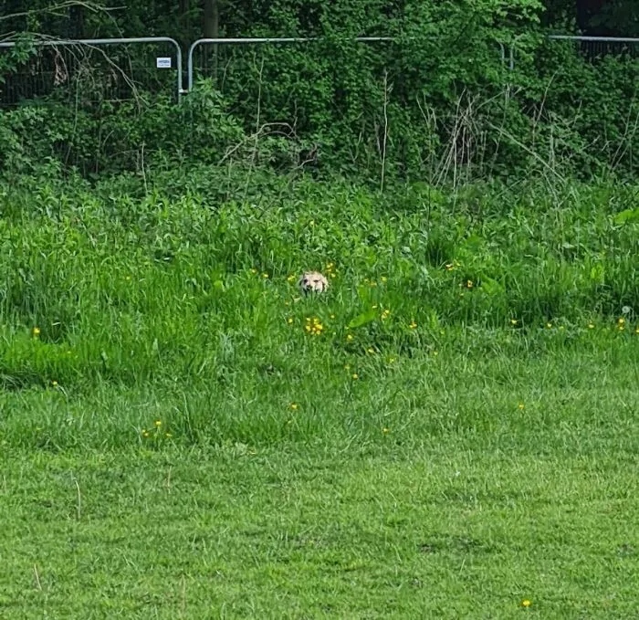 Funny Dogs (23 pics) Funny Dogs (23 pics)