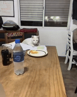 Acid GIFs, December 4 (25 gifs)