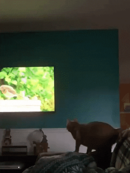 Acid GIFs, December 4 (25 gifs)