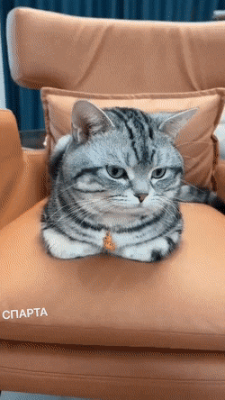 Acid GIFs, December 4 (25 gifs)