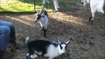 Acid GIFs, December 5 (25 gifs)