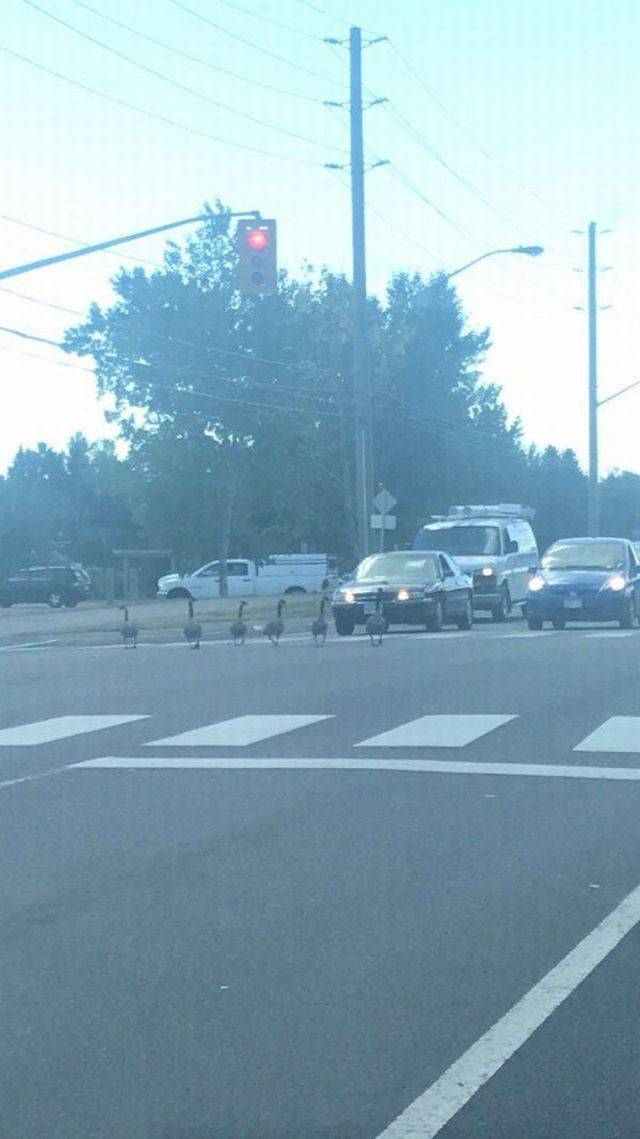 Daily Pictures. Part 2 (65 pics)