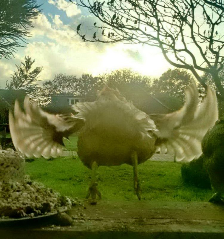 Right Moment (19 pics) Right Moment (19 pics)