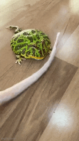 Acid GIFs, December 10 (25 gifs) Acid GIFs, December 10 (25 gifs)