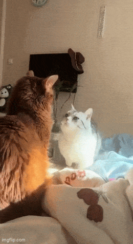 Acid GIFs, December 11 (25 gifs) Acid GIFs, December 11 (25 gifs)