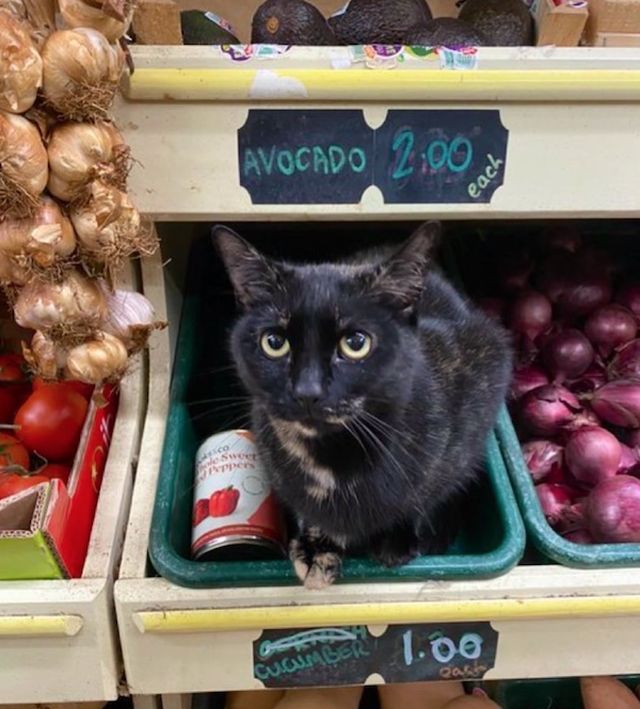 Funny Cats In Stores (30 pics)