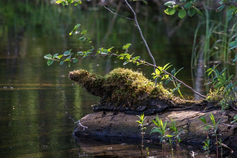 Pareidolia Effect (19 pics) Pareidolia Effect (19 pics)