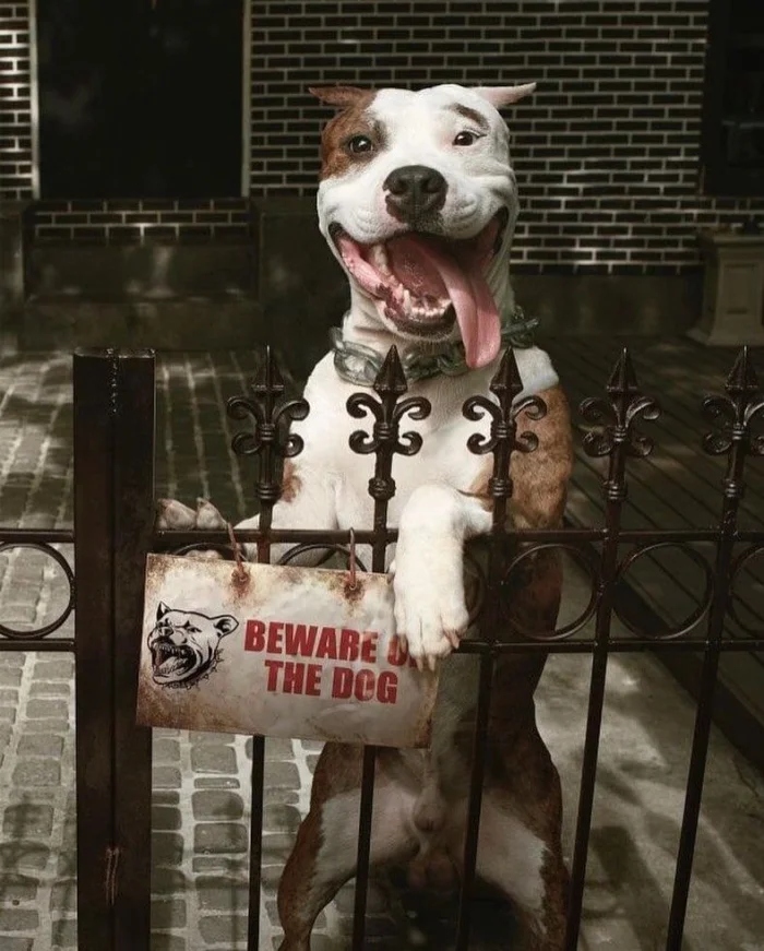 ''Dangerous'' Dogs (17 pics) ''Dangerous'' Dogs (17 pics)