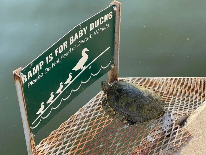 ''Dangerous'' Dogs (17 pics) ''Dangerous'' Dogs (17 pics)