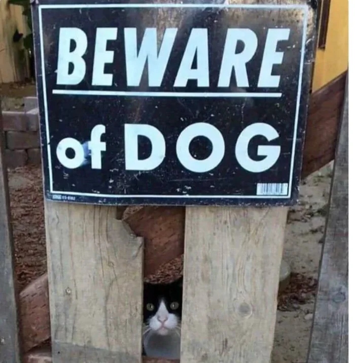 ''Dangerous'' Dogs (17 pics) ''Dangerous'' Dogs (17 pics)