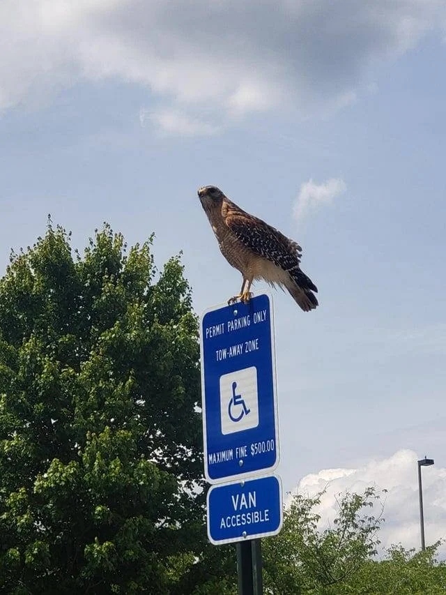 ''Dangerous'' Dogs (17 pics) ''Dangerous'' Dogs (17 pics)